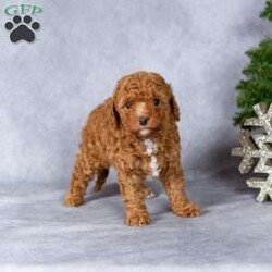 Holly/Miniature Poodle									Puppy/Female	/November 10th, 2025,Meet Holly, a sweet miniature poodle puppy who is ready to steal your heart and become your newest best friend! Holly has been lovingly raised in the Kauffman home, surrounded by love and care, and is completely accustomed to the everyday sights and sounds of a normal household. She is gentle, affectionate, and full of puppy curiosity, making her the perfect companion for families, singles, or seniors looking for a loving furry friend.