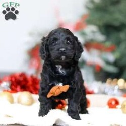 Benson/Cockapoo									Puppy/Male	/6 Weeks,Meet the most adorable Cockapoo named Benson! This handsome boy is the definition of  sweet and lovable—always ready to greet people with tail wags and snuggles. He has a playful side too, especially when there’s a toy involved or a new spot to explore. With his soft, wavy coat and warm eyes, he knows exactly how to melt hearts. Whether it’s joining in on adventures or curling up for a cozy nap, this little one may just be the perfect little sidekick for your family!