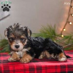 Alex/Morkie / Yorktese									Puppy/Male	/9 Weeks,These adorable Morkie puppies are eagerly looking for loving homes where they’ll be welcomed as cherished family companions. Raised on our farmette ,they receive plenty of daily love, attention, and interaction, helping them grow into confident, well-socialized little pups. Morkies are known for their playful personalities and affectionate nature, making them wonderful pets for families, singles, or anyone looking for a loyal lap companion.