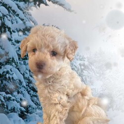 Snowball/Toy Poodle									Puppy/Female	/8 Weeks,Hello i am snowball a cute playful toy poodle. I am well loved and cared for by the millers, the kids love playing with me! If you are looking for the perfect Christmas gift look no farther. I am sure to bring lots of smiles and joy everyday for years to come. My mom is a 10 pound akc toy poodle. My dad is a 5 pound akc toy poodle. I am vet checked and come with a 12 month genetic health guarantee. I am up to date on all vaccinations and deworming. I come with a sample bag of dog food, blanket with litter mates scent, and a toy. Please contact the millers if you can provide a loving home for me