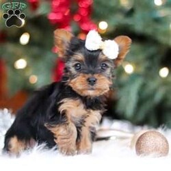 Eden/Yorkie									Puppy/Female	/9 Weeks,Meet Eden, the most darling little ACA Yorkshire Terrier you’ll ever encounter! With her soft, black & tan coat and twinkling eyes, she’s a picture of pure charm. She boasts a spunky yet sweet personality, she loves cozy snuggles as much as she does active play sessions. Yorkies are often described as loyal, intelligent and feisty dogs; despite their tiny size, they have big personalities and tend to steal the spotlight with their confident demeanor. She is the perfect blend of affection and sass, making her an irresistible companion for anyone lucky enough to welcome her into their home!
