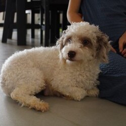 Snowball/Toy Poodle									Puppy/Female	/8 Weeks,Hello i am snowball a cute playful toy poodle. I am well loved and cared for by the millers, the kids love playing with me! If you are looking for the perfect Christmas gift look no farther. I am sure to bring lots of smiles and joy everyday for years to come. My mom is a 10 pound akc toy poodle. My dad is a 5 pound akc toy poodle. I am vet checked and come with a 12 month genetic health guarantee. I am up to date on all vaccinations and deworming. I come with a sample bag of dog food, blanket with litter mates scent, and a toy. Please contact the millers if you can provide a loving home for me