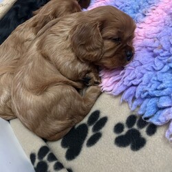RUBY BOY LEFT -Beautiful KC cavalier King Charles/Cavalier King Charles Spaniel/Female/Sex: Mixed Litter,Our family dog Bella gave birth to a litter of 3 beautiful pups on 2nd November - x2 boys (1 Ruby & 1 Black and Tan) and x1 Ruby girl. 