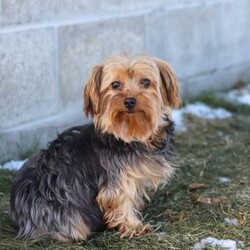 Eden/Yorkie									Puppy/Female	/9 Weeks,Meet Eden, the most darling little ACA Yorkshire Terrier you’ll ever encounter! With her soft, black & tan coat and twinkling eyes, she’s a picture of pure charm. She boasts a spunky yet sweet personality, she loves cozy snuggles as much as she does active play sessions. Yorkies are often described as loyal, intelligent and feisty dogs; despite their tiny size, they have big personalities and tend to steal the spotlight with their confident demeanor. She is the perfect blend of affection and sass, making her an irresistible companion for anyone lucky enough to welcome her into their home!