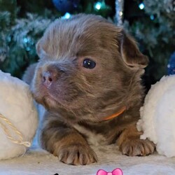 Beautiful kc french bulldogs /French Bulldog/Female/Sex: Mixed Litter,We have Beautiful litter of quality kc fluffy and carrying pink french bulldog puppies available we have 7 girls and 2 boys 