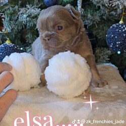 Beautiful kc french bulldogs /French Bulldog/Female/Sex: Mixed Litter,We have Beautiful litter of quality kc fluffy and carrying pink french bulldog puppies available we have 7 girls and 2 boys 