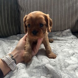 RUBY BOY LEFT -Beautiful KC cavalier King Charles/Cavalier King Charles Spaniel/Female/Sex: Mixed Litter,Our family dog Bella gave birth to a litter of 3 beautiful pups on 2nd November - x2 boys (1 Ruby & 1 Black and Tan) and x1 Ruby girl. 