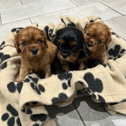 RUBY BOY LEFT -Beautiful KC cavalier King Charles/Cavalier King Charles Spaniel/Female/Sex: Mixed Litter,Our family dog Bella gave birth to a litter of 3 beautiful pups on 2nd November - x2 boys (1 Ruby & 1 Black and Tan) and x1 Ruby girl. 
