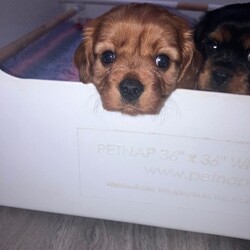 RUBY BOY LEFT -Beautiful KC cavalier King Charles/Cavalier King Charles Spaniel/Female/Sex: Mixed Litter,Our family dog Bella gave birth to a litter of 3 beautiful pups on 2nd November - x2 boys (1 Ruby & 1 Black and Tan) and x1 Ruby girl. 