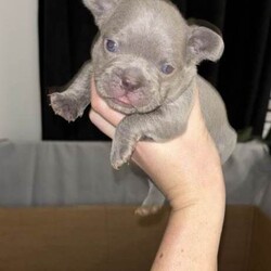 Frenchbulldogs/French Bulldog/Female/Sex: Mixed Litter,Frenchbulldog puppies for sale, exotic colours, rare bloodlines, fled & wormed KC REGISTERED and ready to go! Mum and dad available to view on request. Prices start from 1000