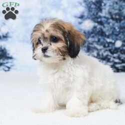 Abby/Teddy Bear									Puppy/Female	/12 Weeks,Meet sweet little Abby! Abby is a Bichon Frise / Shih Tzu mix and a precious little girl who is sure to fill your home and heart with lots of love and puppy kisses. She was born on October 10 to mom Della (Bichon Frise) and dad Jackson (Shih Tzu).