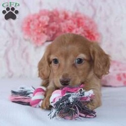 Alice/Dachshund									Puppy/Female	/7 Weeks,Meet Alice! A gorgeous Miniature Dachshund puppy. Alice has a sweet personality & the softest coat! She loves to play and get all the attention you can give her. She was born and raised with the Mast family. 