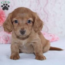 Alice/Dachshund									Puppy/Female	/7 Weeks,Meet Alice! A gorgeous Miniature Dachshund puppy. Alice has a sweet personality & the softest coat! She loves to play and get all the attention you can give her. She was born and raised with the Mast family. 