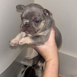 Frenchbulldogs/French Bulldog/Female/Sex: Mixed Litter,Frenchbulldog puppies for sale, exotic colours, rare bloodlines, fled & wormed KC REGISTERED and ready to go! Mum and dad available to view on request. Prices start from 1000
