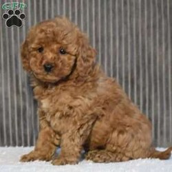 Timmy/Miniature Poodle									Puppy/Male	/11 Weeks,To contact the breeder about this puppy, click on the “View Breeder Info” tab above.