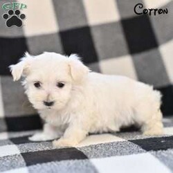 Cotton/Maltese									Puppy/Female	/8 Weeks,Our Maltese puppies are sweet, affectionate, and full of charm, and they are now looking for loving forever homes. These precious pups are being raised in a family environment where they receive love, gentle handling, and early socialization. 