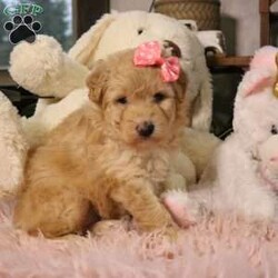 Nova/Mini Aussiedoodle									Puppy/Female	/6 Weeks,Say hello to Nova, an absolutely irresistible Mini Aussiedoodle who is bursting with love, charm, and personality. Nova is the perfect blend of her wonderful parents—Ariel, a gentle and devoted 30-lb Australian Shepherd, and Emerson, a 10-lb Mini Poodle who thrives on attention—both genetically clear for your peace of mind. As an only puppy, Nova has enjoyed endless cuddles and one-on-one time, making her exceptionally sweet, confident, and people-focused. She is playful yet loving, the kind of puppy who will happily chase toys and then curl up in your lap. Nova comes up to date on all vaccines and deworming, has had a recent vet exam, is microchipped, and includes a one-year genetic health guarantee. She will also go home with a thoughtfully prepared starter kit (food, toy, blanket, and more) to help her settle in comfortably. Nationwide delivery is available by ground transport or flight nanny, and pickup is always welcome. Nova isn’t just a puppy—she’s a loyal companion ready to light up your home and heart. 