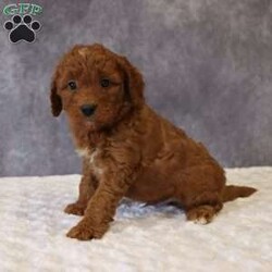 Milo/Mini Goldendoodle									Puppy/Male	/6 Weeks,Milo a sweet F1B Mini Goldendoodle with a loving, affectionate personality. He adores being held and truly craves attention, making him a wonderful companion. Milo will be vet-checked, and is on a regular deworming program, and current on all age-appropriate vaccinations. He is also Microchipped