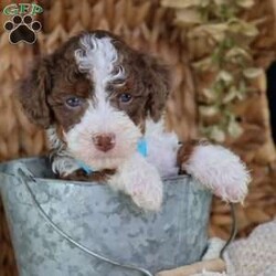 Figo/Mini Bernedoodle									Puppy/Male	/16 Weeks,Figo’s rich chocolate coat is as soft and inviting as his loving personality. This micro Bernedoodle is a little bundle of happiness, eager to spread joy wherever he goes. Figo thrives on human attention, happily playing, exploring, and snuggling with those he loves.