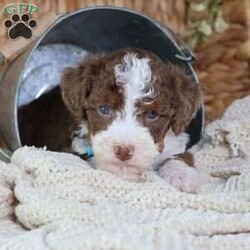 Figo/Mini Bernedoodle									Puppy/Male	/16 Weeks,Figo’s rich chocolate coat is as soft and inviting as his loving personality. This micro Bernedoodle is a little bundle of happiness, eager to spread joy wherever he goes. Figo thrives on human attention, happily playing, exploring, and snuggling with those he loves.