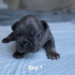 French bulldog /French Bulldog/Female/Sex: Mixed Litter,8 puppies are looking for their new loving homes.parents with  super genes lilac Tan Carrying L4 FLUFFY Cream.