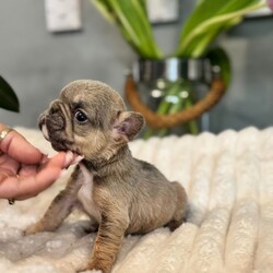 **Unique Fluffy French bulldogs**/French Bulldog/Female/Sex: Mixed Litter,Hi there we are delighted that our girl has given birth naturally to a litter of adorable  visual fluffy 