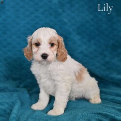 Lily/Cockapoo									Puppy/Female	/November 22nd, 2025,These adorable Cockapoo puppies are ready to find their loving forever homes! Cockapoos are a popular hybrid known for their affectionate personalities, intelligence, and happy, playful nature. These puppies are the perfect blend of their parents—their mom is a beautiful buff Cocker Spaniel and their dad is a sweet Mini Poodle—giving them the best traits of both breeds. Our puppies are family raised and socialized .Each puppy has been vet checked and is up to date on age-appropriate shots and dewormer, so you can feel confident you are bringing home a healthy puppy. For additional peace of mind, they come with a 30-day health guarantee. These sweet Cockapoo puppies are now looking for loving homes where they will be treasured as part of the family. If you are searching for a loyal, affectionate, and fun-loving companion, one of these puppies could be the perfect addition to your home.