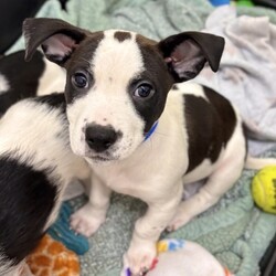 Adopt a dog:Krafty/Terrier/Male/2 m,This confident pup is ready to strut their stuff with a new family. They might be a little mischievous, so they’ll be counting on you to teach them what to do instead through patience and love. Puzzle toys, training, and playtime will help keep their mind and body engaged. They’re looking for adopters who will commit to continuing their puppy education and socialization. They can’t wait to meet you! Get 50% off your puppy adoption fee for successfully completing our Puppy Parent Orientation + quiz!