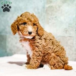 Pepto/Miniature Poodle									Puppy/Male	/October 15th, 2025,Exceptionally sweet, this puppy loves attention and is well adapted. With unique personality quirks, this puppy will make a lively addition to your home. Call and reserve yours today!