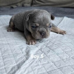 French bulldog /French Bulldog/Female/Sex: Mixed Litter,8 puppies are looking for their new loving homes.parents with  super genes lilac Tan Carrying L4 FLUFFY Cream.