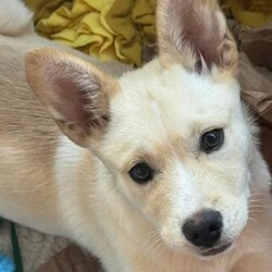 Adopt a dog:Hercules/Alaskan Husky/Male/2 m,Hercules is currently in a foster home. Sign up to meet him through our Virtual Adoption Program! This curious pup is ready to explore what the world has to offer. They might chew or eat weird things as they learn what to do instead, so they’ll be counting on you to teach them through patience and puppy love. They’re looking for adopters who will commit to continuing their puppy education and socialization. They can’t wait to meet you! Get 50% off your puppy adoption fee for successfully completing our Puppy Parent Orientation + quiz!