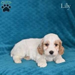 Lily/Cockapoo									Puppy/Female	/November 22nd, 2025,These adorable Cockapoo puppies are ready to find their loving forever homes! Cockapoos are a popular hybrid known for their affectionate personalities, intelligence, and happy, playful nature. These puppies are the perfect blend of their parents—their mom is a beautiful buff Cocker Spaniel and their dad is a sweet Mini Poodle—giving them the best traits of both breeds. Our puppies are family raised and socialized .Each puppy has been vet checked and is up to date on age-appropriate shots and dewormer, so you can feel confident you are bringing home a healthy puppy. For additional peace of mind, they come with a 30-day health guarantee. These sweet Cockapoo puppies are now looking for loving homes where they will be treasured as part of the family. If you are searching for a loyal, affectionate, and fun-loving companion, one of these puppies could be the perfect addition to your home.