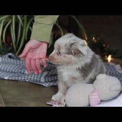 Turbo/Miniature Australian Shepherd									Puppy/Male	/8 Weeks,Meet Turbo! An irresistibly sweet and adorable Miniature Australian Shepherd puppy. With a coat as soft as a cloud and eyes that sparkle with curiosity, he is sure to steal the spotlight wherever he may go.  Mini Aussies are known for their intelligence, playful energy and friendly nature, making them a favorite for families and individuals alike. They form strong bonds to their people and they thrive on love and attention. Whether you’re hiking a trail or relaxing at home, he will bring a spark of fun and companionship that’s hard to match. Loyal, bright, and endlessly affectionate, he’s not just a pet—he’s a best friend in the making. This handsome boy will follow your lead and join you on countless adventures!