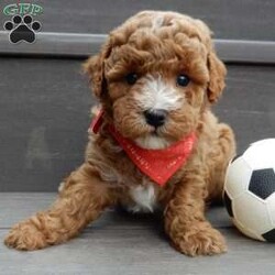 Lenny/Mini Goldendoodle									Puppy/Male	/12 Weeks,Looking for the perfect puppy to add sunshine to these chilly winter days? Look no further! My name is Lenny and I’m the sweetest F1b mini goldendoodle! One look into my warm, loving eyes and at my super soft fluffy coat and I’ll be sure to have captured your heart already! I’m very happy, playful and very kid friendly and I would love to fill your home with all my puppy love!! I have a very sweet personality, and I love giving kisses. I stand out above the rest with my sweet, loving personality and my beautiful red coat with white markings and my cute puppy eyes! I will come to you vet checked and up to date on all vaccinations and dewormings . I come with a 1-year guarantee with the option of extending it to a 3-year guarantee and shipping is available! My mother is Ellie, an F1 Goldendoodle weighing 23# and my father is Louie, a 12# mini Poodle and he is genetic tested! Both of my parents are very sweet and kid friendly which will make me the same!! I will grow to approx. 15-20# and I will be hypoallergenic and non shedding!!!… Why wait when you know I’m the one for you? Call or text Martha to make me the newest addition to your family and get ready to spend a lifetime of tail wagging fun with me! (7% sales tax on in home pickups)