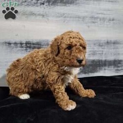 Orbit/Miniature Poodle									Puppy/Male	/11 Weeks,Meet Orbit an awesome little mini poodle puppy! He is an adorable little boy that has been family raised with kids and is very playful and charming. His sweet little face just says won’t you please come play with me? Orbit will come to you vet checked,  dewormed, and up to date on shots. He has such a loving personality and is sure to become your favorite furry friend! Contact us to make Orbit yours today!