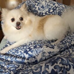 Vicky/Pomeranian									Puppy/Female	/6 Weeks,The puppies are very playful and love to be held. They wag their tails as soon as they see people. Great with children and other animals. Puppies available for pickup from Stroudsburg, Pennsylvania 18360, but I regularly visit Brooklyn, New York 11235 so I could bring him along.