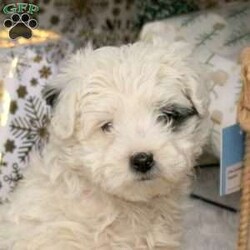 Cassie/Havapoo									Puppy/Female	/October 27th, 2025,Meet your new BFF, Cassie! This cuddly Havapoo puppy is vet checked & up to date on shots & wormer, plus comes with a health guarantee provided by the breeder! Cassie is well socialized & currently being family raised with children!