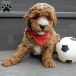 Lenny/Mini Goldendoodle									Puppy/Male	/12 Weeks,Looking for the perfect puppy to add sunshine to these chilly winter days? Look no further! My name is Lenny and I’m the sweetest F1b mini goldendoodle! One look into my warm, loving eyes and at my super soft fluffy coat and I’ll be sure to have captured your heart already! I’m very happy, playful and very kid friendly and I would love to fill your home with all my puppy love!! I have a very sweet personality, and I love giving kisses. I stand out above the rest with my sweet, loving personality and my beautiful red coat with white markings and my cute puppy eyes! I will come to you vet checked and up to date on all vaccinations and dewormings . I come with a 1-year guarantee with the option of extending it to a 3-year guarantee and shipping is available! My mother is Ellie, an F1 Goldendoodle weighing 23# and my father is Louie, a 12# mini Poodle and he is genetic tested! Both of my parents are very sweet and kid friendly which will make me the same!! I will grow to approx. 15-20# and I will be hypoallergenic and non shedding!!!… Why wait when you know I’m the one for you? Call or text Martha to make me the newest addition to your family and get ready to spend a lifetime of tail wagging fun with me! (7% sales tax on in home pickups)