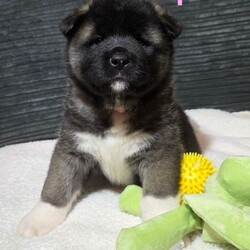 American akita puppies/Akita/Female/Sex: Mixed Litter,We have 7 stunning chunky akita puppies ready to be reserved. They are 5 weeks old, 4 girls (pink, red, orange, yellow) & 3 boys (blue/reserved, green, silver) 