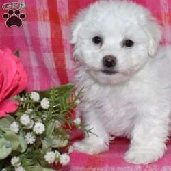 Winston (Tiny)/Bichon Frise									Puppy/Male	/November 24th, 2025,Winston is a precious Bichon Frise puppy with a gentle soul and a heart full of love. Expected to mature at just 7–9 pounds, Winston will remain delightfully tiny while providing an enormous amount of joy. His soft, cloud-like coat and sweet personality make him irresistible.