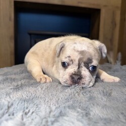 French bulldog puppies for sale LE5 2LT/French Bulldog/Female/Sex: Mixed Litter,We have 5 boys and 1 girl available, all looking for their forever homes. 