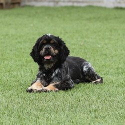 Whisper/Cockapoo									Puppy/Female	/7 Weeks,Meet Whisper, a precious Cockapoo girl with the sweetest, most gentle nature—true to her soft and beautiful name. Whisper has a calm, tender spirit and a quiet confidence that draws people in. She loves being close to her people, offering gentle kisses and cozy cuddles, and is happiest when she’s resting peacefully in your arms or following you softly from room to room. Her loving temperament comes from wonderful parents: her mom Trinity, a very friendly and beautiful Cocker Spaniel, and her dad Ryder, a fun, loving mini Poodle who enjoys running and playing. Whisper is up-to-date on all vaccinations and dewormers, has had a full vet check, and will come with a one-year genetic health guarantee. To help her feel right at home, she also goes home with a starter kit including food, a toy, blanket, collar, leash, and more. We also offer nationwide delivery, making it easy for Whisper to be safely delivered right to your door. She’s a gentle little soul ready to quietly steal your heart and become a cherished companion.