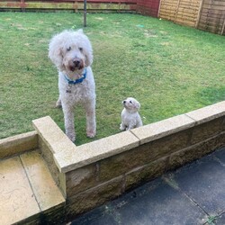 F3 Golden Doodle puppies for sale /Goldendoodle/Female/Sex: Mixed Litter,4 Goldendoodle puppies available for sale 2 girls and 2 boys and will be available to their news homes by 29/01/2026. Mum (F1b Goldendoodle3/4 poodle) and dad (F1b Goldendoodle 3/4poodle)available to meet as both and family pets. All puppies will be wormed, had their first vaccines, microchipped and flea treated by the time they leave. All puppies will be send away with a puppy pack and blanket from their bed. Puppies will have been exposed to many day to day experiences as have been brought up in family home and exposure to 2 house cats as well. Have also began toilet training in the garden and all seem to be picking up well. Please contact if interested 