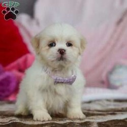 Maggie/Lhasa Apso									Puppy/Female	/9 Weeks,Meet Maggie! The most adorable and dynamic ACA registered Lhasa Apso puppy. With a long, silky coat, expressive dark eyes, and that signature confident strut, this breed is as elegant as it is affectionate. Lhasas are known for their loyal nature and gentle spirit, forming strong bonds with their people and loving cozy cuddle time just as much as playful moments. Intelligent, alert, and full of character, this little one makes a wonderful companion for families or individuals looking for a devoted, loving best friend wrapped in fluff.