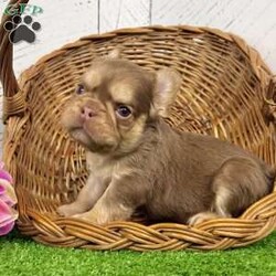 Kandy/French Bulldog									Puppy/Female	/21 Weeks,Hi there… I’m Kandy Sweet name, sweet personality — and yes, I’m just as irresistible as I look I’m an AKC-registered, purebred chocolate tan (Rojo) fluffy French Bulldog girl, born on December 5, 2025, and I’m beautifully put together with great quality structure — short, compact, and perfectly chunky. My rich coloring and fluffy coat give me that rare, eye-catching look Frenchie lovers adore. I’ve been family raised and well socialized, so I’m confident, affectionate, and already used to being part of everyday life. I love cuddles, attention, and being close to my people — I fit right into your arms and your heart All my puppy care has been taken care of so you can bring me home with peace of mind: • Up to date on all shots & dewormings • Microchipped • Comes with a health guarantee • AKC registered And the best part? Delivery is available right to your door, making it easy and stress-free for us to meet. If you’ve been waiting for a high-quality fluffy Frenchie girl with gorgeous Rojo coloring, a sweet temperament, and excellent structure… I might just be your perfect match Contact us today to reserve your new family member — I can’t wait to be yours!