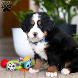 Austin/Bernese Mountain Dog									Puppy/Male	/9 Weeks,Meet Austin, an absolutely adorable AKC Bernese Mountain Dog puppy with a gentle heart and an irresistible personality. This handsome little boy is full of sweetness, curiosity, and calm charm, always content to be by your side or soaking up love from his favorite people. With his fluffy tri-color coat, big expressive eyes, and cuddly nature, Austin has a special way of melting hearts the moment you meet him. He’s affectionate, easygoing, and eager to please, making him a wonderful companion and a perfect addition to any loving home.