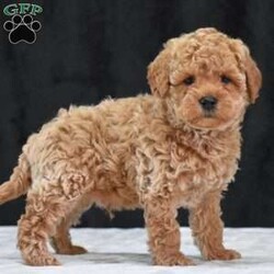 Montana/Havapoo									Puppy/Male	/9 Weeks,To contact the breeder about this puppy, click on the “View Breeder Info” tab above.