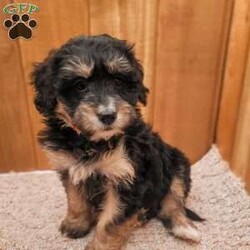 Roxy/Mini Bernedoodle									Puppy/Female	/December 5th, 2025,Meet Roxy, a sweet F2 mini Bernedoodle puppy. Roxy is playful and affectionate, and we anticipate she will grow to weigh between 25 to 35 pounds. We invite you to visit Roxy, her siblings, and her loving mother, who is known for her gentle and calm demeanor. Both parents have undergone genetic health testing to ensure the best for their puppies.