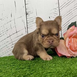 Kandy/French Bulldog									Puppy/Female	/21 Weeks