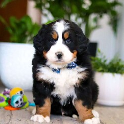 Austin/Bernese Mountain Dog									Puppy/Male	/9 Weeks,Meet Austin, an absolutely adorable AKC Bernese Mountain Dog puppy with a gentle heart and an irresistible personality. This handsome little boy is full of sweetness, curiosity, and calm charm, always content to be by your side or soaking up love from his favorite people. With his fluffy tri-color coat, big expressive eyes, and cuddly nature, Austin has a special way of melting hearts the moment you meet him. He’s affectionate, easygoing, and eager to please, making him a wonderful companion and a perfect addition to any loving home.